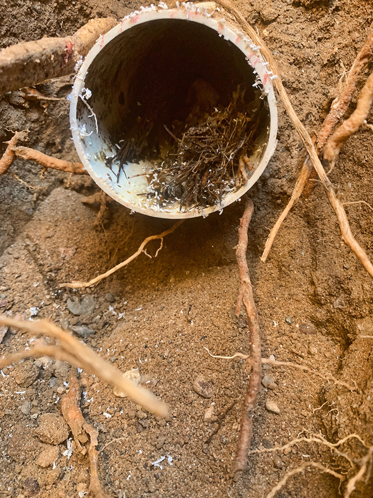 roots-in-main-sewer-line